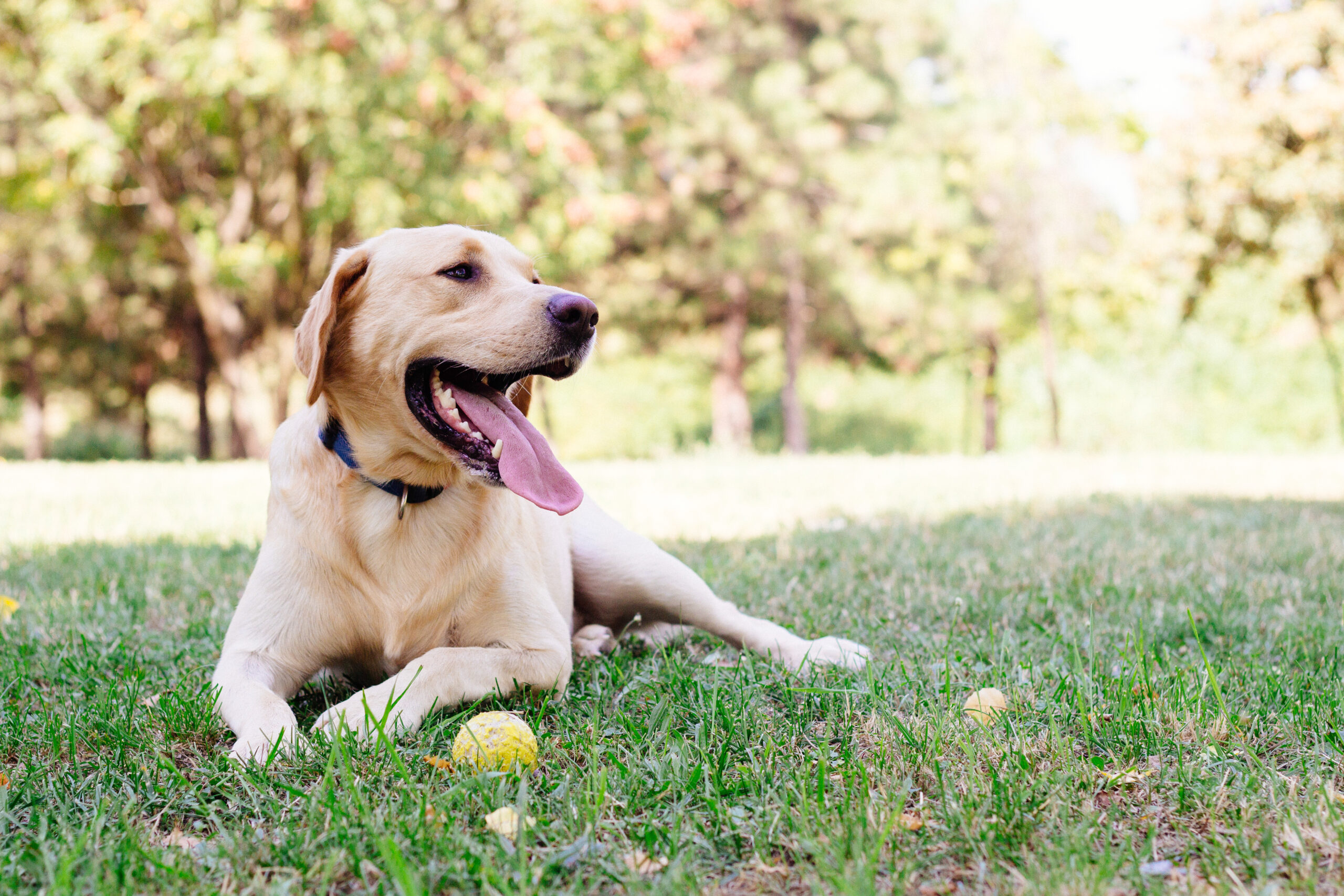 Is Your Dog Choking or Reverse Sneezing?