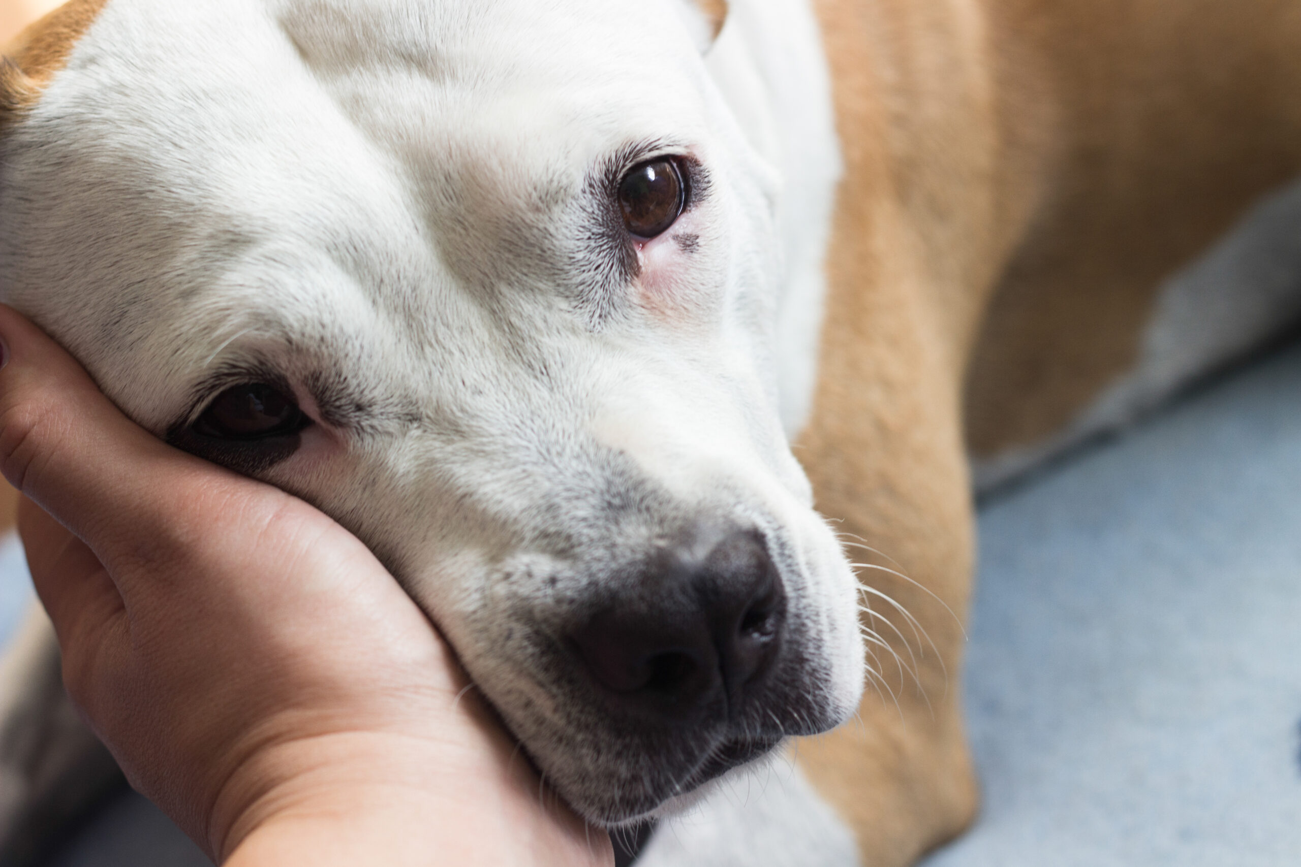 My Dog Vomited—Should I Be Concerned?