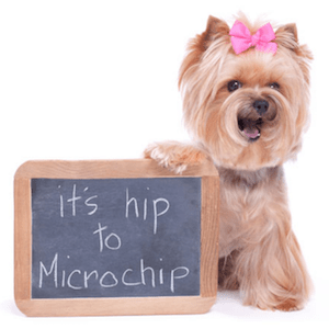 Pet Microchips: Get Your Dog and Cat Microchipped